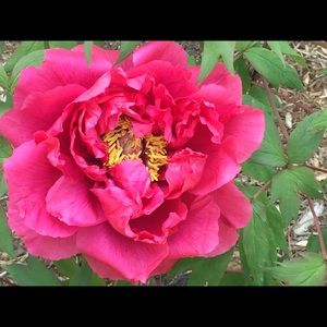 Meet your Posher, Suanne